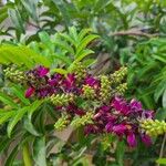 Wisteriopsis reticulata Flower