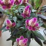 Celosia argenteaList