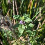 Mentha arvensis Blomma