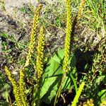 Plantago major Цвят