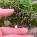 Linderniella wilmsii Цвят