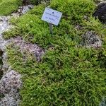 Asperula lilaciflora অভ্যাস