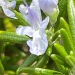 Salvia rosmarinus Blomma