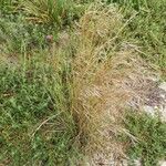 Festuca filiformis ഇല