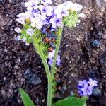 Cynoglossum amabile Λουλούδι