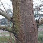 Ulmus laevis Bark