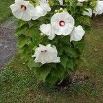 Hibiscus moscheutosList