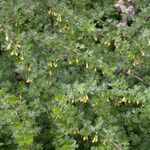 Ribes quercetorum عادت داشتن