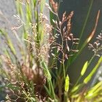 Agrostis capillaris Vivejo