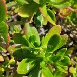 Sedum praealtum List