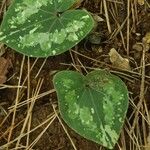 Asarum asperum Blüte