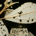 Miconia bubalina Leaf