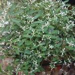 Euphorbia hypericifolia Žiedas