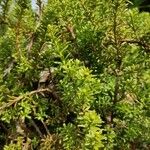 Podocarpus nivalis Leaf