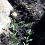 Asperula hirta Leaf