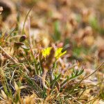 Pilosella lactucella Лист