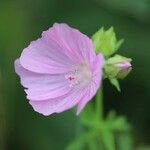 Malva alcea ᱵᱟᱦᱟ