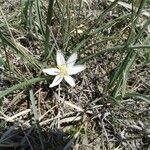 Leucocrinum montanum Flower