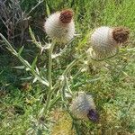 Cirsium eriophorum Frutto