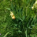 Lathyrus laevigatus फूल
