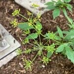 Zizia aurea Flower