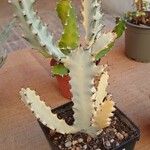 Euphorbia lactea Листок