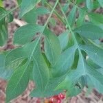 Solanum seaforthianum Leaf