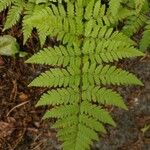 Dryopteris carthusiana برگ