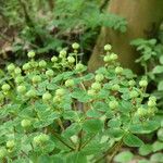 Euphorbia illirica Habit