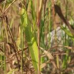 Chloris barbata Blad