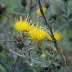 Centaurea solstitialis Fula
