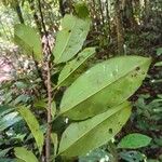 Lecythis idatimon Leaf