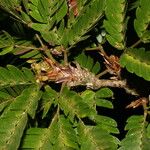 Calliandra bijuga Ліст