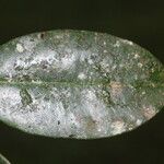 Calophyllum brasiliense List