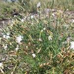 Dianthus arenarius Habitus