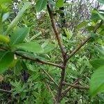 Salix laggeri പുറംതൊലി