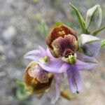 Ophrys fuciflora മറ്റ്