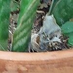 Dracaena aubrytiana बार्क (छाल)