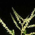Gouania polygama Plante entière