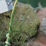Polystachya seticaulis Hábito