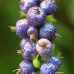 Gonzalagunia hirsuta Fruit