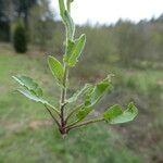 Lepidium campestre ഇല