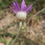 Xeranthemum annuum Flower