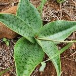 Ledebouria kirkii Blad