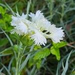 Dianthus plumariusBlodyn