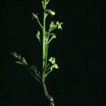 Micrandra elata Flower