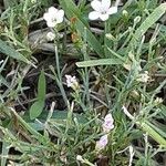 Petrorhagia saxifraga Цвят