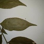 Geissospermum laeve 葉
