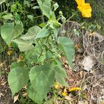 Abutilon indicum Ліст