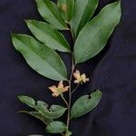Guatteria australis Лист